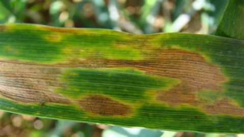 Les maladies fongiques du blé tendre sont les bioagresseurs ayant le plus d'impact sur la qualité du grain et le rendement, la protection des dernières feuilles représentent donc un enjeu majeur. Les maladies fongiques du blé tendre sont les bioagresseurs ayant le plus d'impact sur la qualité du grain et le rendement, la protection des dernières feuilles représentent donc un enjeu majeur.