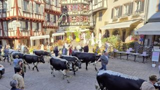 Les vosgiennes dans les rues de Colmar, le 5 avril. Le festival a attiré près de 5 000 visiteurs, soit l’objectif minimal fixé par les organisateurs. Les vosgiennes dans les rues de Colmar, le 5 avril. Le festival a attiré près de 5 000 visiteurs, soit l’objectif minimal fixé par les organisateurs.