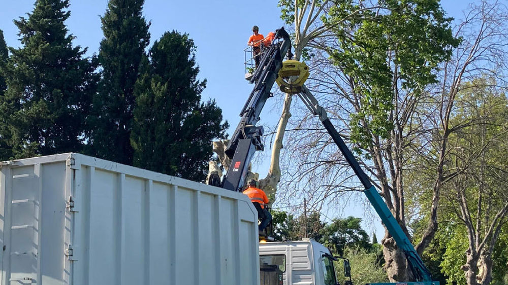 Photo extraite de la couverture du guide « Préserver les platanes face au chancre coloré : guide de bonnes pratiques préventives et curatives », édité par Plante & Cité.