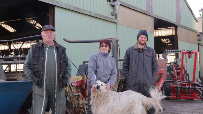 « Nous alimentons et paillons nos brebis avec un chariot élévateur »