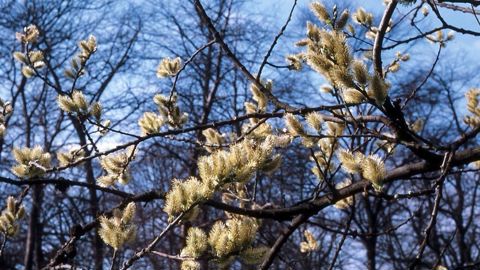 Le saule d'Egypte produit du pollen très tôt et peut alimenter des insectes sortant de plus en plus précocement de leur dormance hivernale. Peu esthétique, il est malheureusement trop peu planté. Le saule d'Egypte produit du pollen très tôt et peut alimenter des insectes sortant de plus en plus précocement de leur dormance hivernale. Peu esthétique, il est malheureusement trop peu planté.