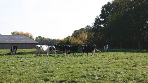 Vaches laitières au pré