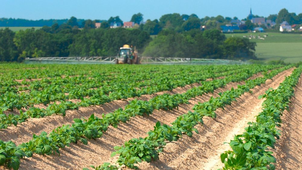 Traitement contre le mildiou sur pommes de terre