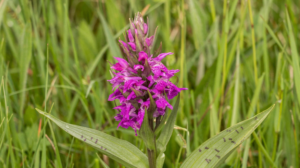 Orchis de mai (Dactylorhiza majalis).
Entre 20 et 30 cm de hauteur, elle fleurit entre avril et juillet. Habitat : prairies humides peu amendées, ou en zones marécageuses en plein soleil. Orchis de mai (Dactylorhiza majalis).
Entre 20 et 30 cm de hauteur, elle fleurit entre avril et juillet. Habitat : prairies humides peu amendées, ou en zones marécageuses en plein soleil.