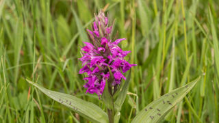 Orchis de mai (Dactylorhiza majalis).
Entre 20 et 30 cm de hauteur, elle fleurit entre avril et juillet. Habitat : prairies humides peu amendées, ou en zones marécageuses en plein soleil. Orchis de mai (Dactylorhiza majalis).
Entre 20 et 30 cm de hauteur, elle fleurit entre avril et juillet. Habitat : prairies humides peu amendées, ou en zones marécageuses en plein soleil.