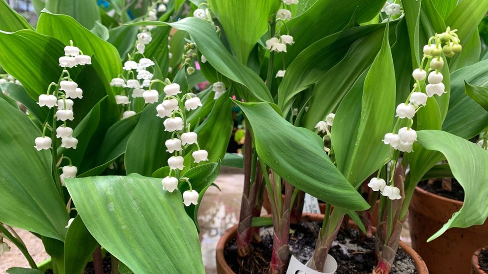 Près de 1,3 million de foyers français achètent du muguet à l’occasion du 1er mai, pour un chiffre d’affaires total de 19,4 millions d’euros en 2024, selon une étude Kantar pour FranceAgriMer et Valhor. Près de 1,3 million de foyers français achètent du muguet à l’occasion du 1er mai, pour un chiffre d’affaires total de 19,4 millions d’euros en 2024, selon une étude Kantar pour FranceAgriMer et Valhor.
