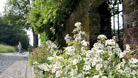 Rosa Rosanatura Alba.