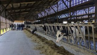 « Plus de 10 % d'animaux qui se lèvent lors d'une repousse indique que la ration n'est pas à volonté », explique Dominique Landais aux portes ouvertes de la ferme expérimentale des Trinottières. « Plus de 10 % d'animaux qui se lèvent lors d'une repousse indique que la ration n'est pas à volonté », explique Dominique Landais aux portes ouvertes de la ferme expérimentale des Trinottières.