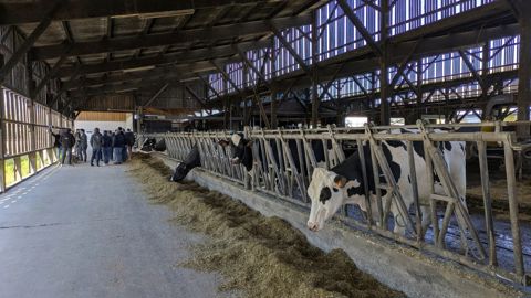 « Plus de 10 % d'animaux qui se lèvent lors d'une repousse indique que la ration n'est pas à volonté »,  explique Dominique Landais aux portes ouvertes de la ferme expérimentale des Trinottières.