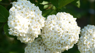 La boule-de-neige de Chine (Viburnum macrocephalum) présente des inflorescences qui atteignent jusqu'à 15 cm de diamètre. La boule-de-neige de Chine (Viburnum macrocephalum) présente des inflorescences qui atteignent jusqu'à 15 cm de diamètre.