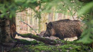 La Fédération nationale des chasseurs demande « l’arrêt du paiement des dégâts de grand gibier sur les cultures par les seuls chasseurs ». La Fédération nationale des chasseurs demande « l’arrêt du paiement des dégâts de grand gibier sur les cultures par les seuls chasseurs ».