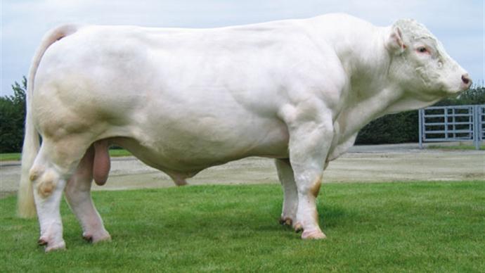 Unibloc Charolais index