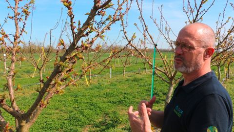 Hervé Martin, devant les abricotiers en fleurs, plantés fin 2021, de la plateforme d’Aiserey (Côte-d’Or).