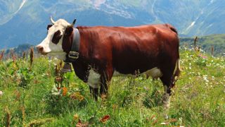 Bien adaptée à son terroir, la race abondance est concurrencée par la montbéliarde, plus productive et disponible. Bien adaptée à son terroir, la race abondance est concurrencée par la montbéliarde, plus productive et disponible.
