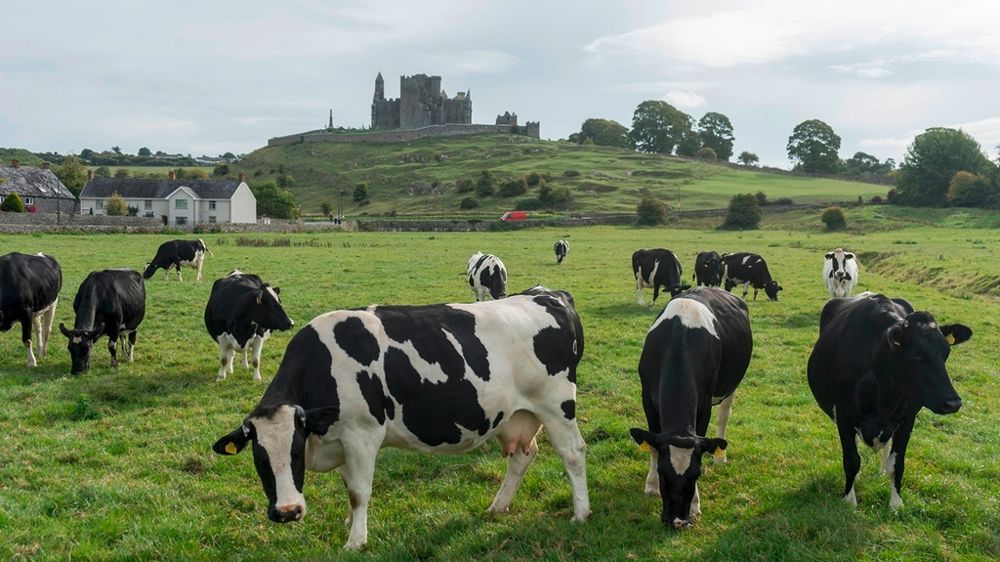 Vaches laitières en Irlande Vaches laitières en Irlande