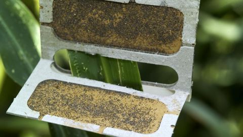 En l’absence de définition européenne, les substances actives de biocontrôle se retrouvent dans la même file d’attente que les solutions conventionnelles. En l’absence de définition européenne, les substances actives de biocontrôle se retrouvent dans la même file d’attente que les solutions conventionnelles.