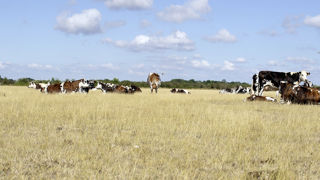 Troupeau de vaches pâturant dans un pré à l'herbe séchée par la sécheresse estivale.