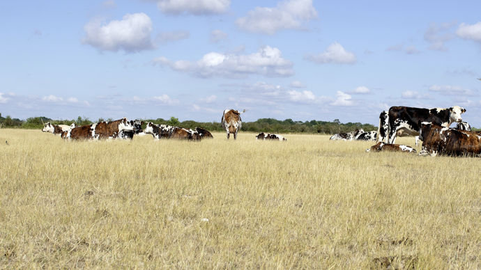 Troupeau de vaches pâturant dans un pré à l'herbe séchée par la sécheresse estivale.
