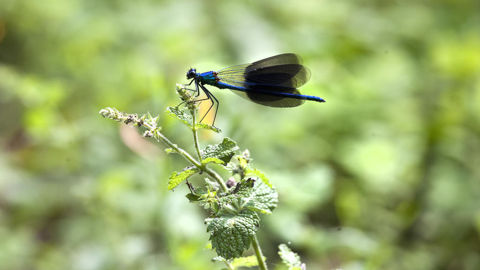 Les données de l'étude pourront servir pour le projet d'affichage environnemental des produits alimentaires.