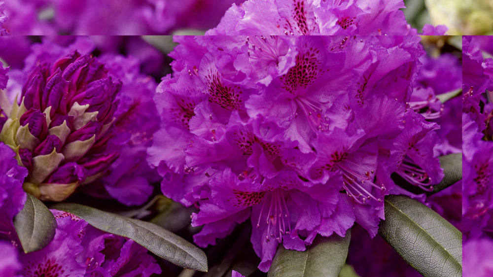 Rhododendron ‘Hercules’.