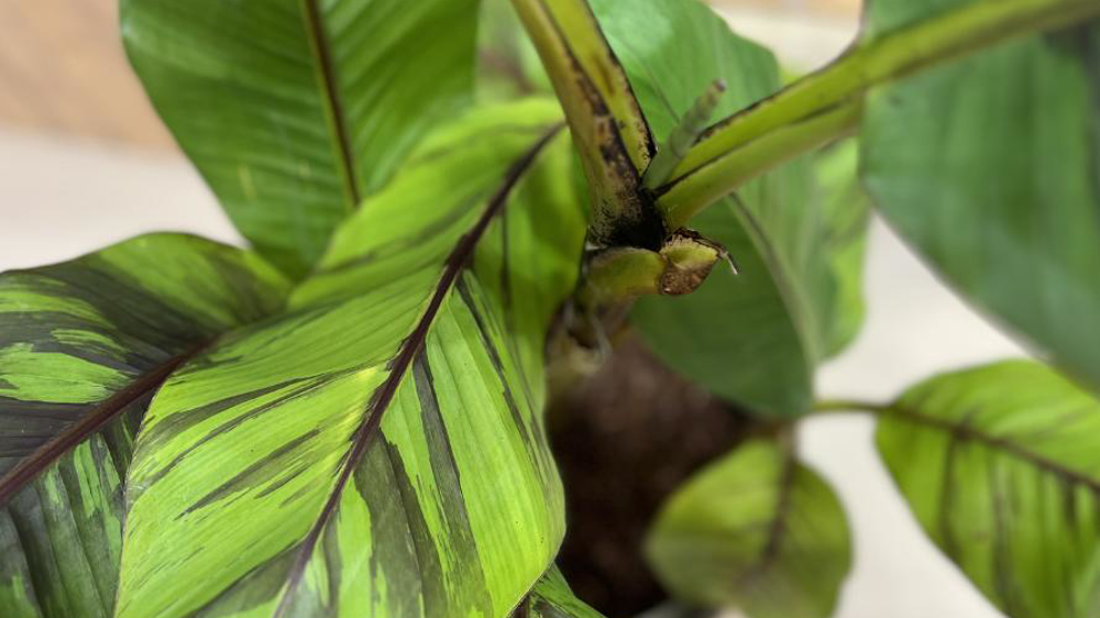 Musa sikkimensis 'Ever' Red.
