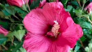 Hibiscus syriacus 'Flower Tower' Ruby. Hibiscus syriacus 'Flower Tower' Ruby.