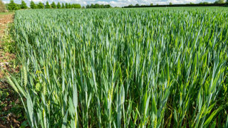 Au 12 mai, 49 % des blés tendres avaient atteint le stade de l'épiaison, selon Céré'Obs. Au 12 mai, 49 % des blés tendres avaient atteint le stade de l'épiaison, selon Céré'Obs.