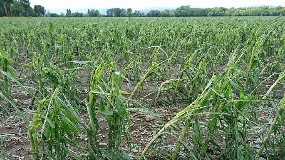 Ces dernières heures, des orages de grêle se sont abattus sur la moitié sud de la France. 