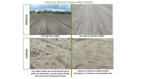 Parceles grêlées