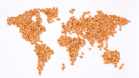En 20 ans, la Russie est passée de premier importateur net de blé à premier exportateur.