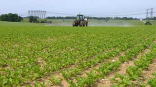 Une intervention pourra être envisagée si le seuil dépasse 10 % de plantes infestées par les pucerons verts. Une intervention pourra être envisagée si le seuil dépasse 10 % de plantes infestées par les pucerons verts.