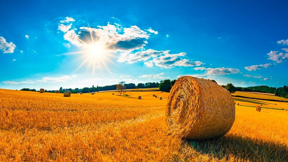 Paille en été