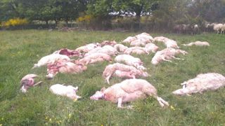 Les loups ont tué 31 brebis sur un lot de 60 en Corrèze dans dans la nuit du 22 au 23 mai 2025. Les loups ont tué 31 brebis sur un lot de 60 en Corrèze dans dans la nuit du 22 au 23 mai 2025.