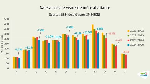 Baisse des naissances en bovin viande sur la campagne 2024-2025