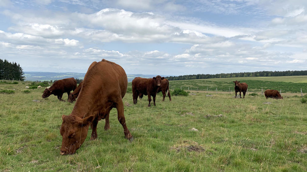 Les pluies fréquentes et abondantes sur la moitié sud de la France ont favorisé la pousse de l'herbe. La production reste excédentaire dans 95 % des régions fourragères.