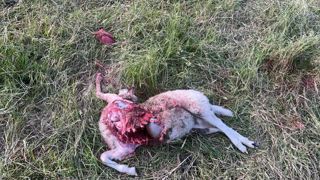Judicaël Hannequin, à Aincreville dans la Meuse, a perdu déjà une quinzaine d'animaux en trois attaques. Judicaël Hannequin, à Aincreville dans la Meuse, a perdu déjà une quinzaine d'animaux en trois attaques.