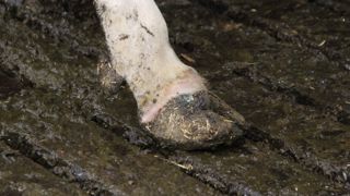 Pied rouge. Une étude des données de parage menée en Bretagne par le contrôle de performance a montré que l'acidose est hors de cause.