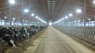 Les vaches ne sortent jamais mais les éleveurs ont beaucoup travaillé sur la conception des bâtiments afin d’assurer un bon niveau de confort en termes d’espace, de qualité du couchage, de ventilation et de luminosité.