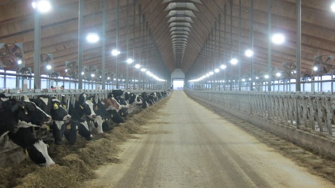 Les vaches ne sortent jamais mais les éleveurs ont beaucoup travaillé sur la conception des bâtiments afin d’assurer un bon niveau de confort en termes d’espace, de qualité du couchage, de ventilation et de luminosité.