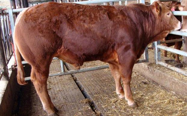 Limousin Hamac