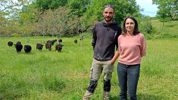 Une petite vache salvatrice venue d’Australie