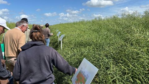 Trois leviers agronomiques sont testés cette année sur la plateforme de Monchy-Lagache (Somme) pour limiter l'impact des ravageurs d'automne du colza.