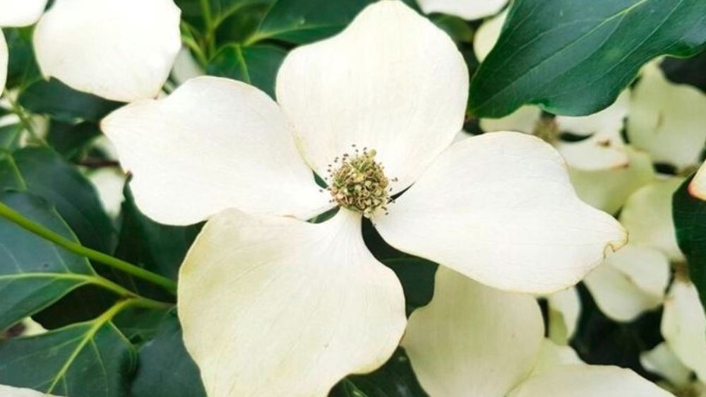 Cornus kousa 'Flower Tower'. Cornus kousa 'Flower Tower'.