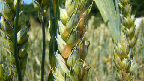L'ergot produit des gouttes sucrées sur les épis, un miellat chargé de spores. L'ergot produit des gouttes sucrées sur les épis, un miellat chargé de spores.