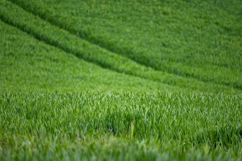 L'amélioration des conditions de culture sur le continent nord-américain a pesé sur les marchés  des céréales, faute de disposer d'éléments tangibles sur les échanges commerciaux.