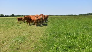 En pâturage tournant dynamique au fil, les vaches sont déplacées tous les 24 à 48 heures, évitant ainsi le surpâturage.