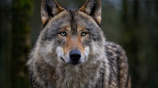 La Coordination rurale s'interroge sur la disparition des données concernant le nombre de meutes de loups. La Coordination rurale s'interroge sur la disparition des données concernant le nombre de meutes de loups.