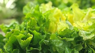La reconnaissance en tant qu'association d'organisations de producteurs est une étape vers la création d'une interprofession pour les salades destinées à la quatrième gamme. La reconnaissance en tant qu'association d'organisations de producteurs est une étape vers la création d'une interprofession pour les salades destinées à la quatrième gamme.