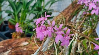 Epidendrum centropetalum ‘Panama’. Epidendrum centropetalum ‘Panama’.