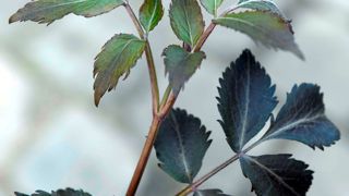 Sambucus x ‘Chocolate Marzipan’. Sambucus x ‘Chocolate Marzipan’.